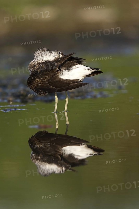 Green Sandpiper (Tringa ochropus), Castile-La Mancha, Spain