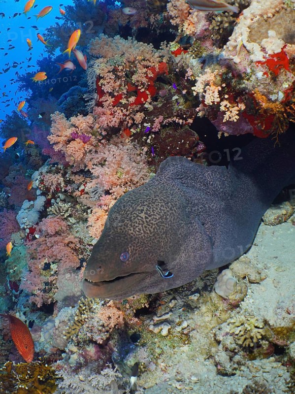 Giant moray eel (Gymnothorax javanicus)