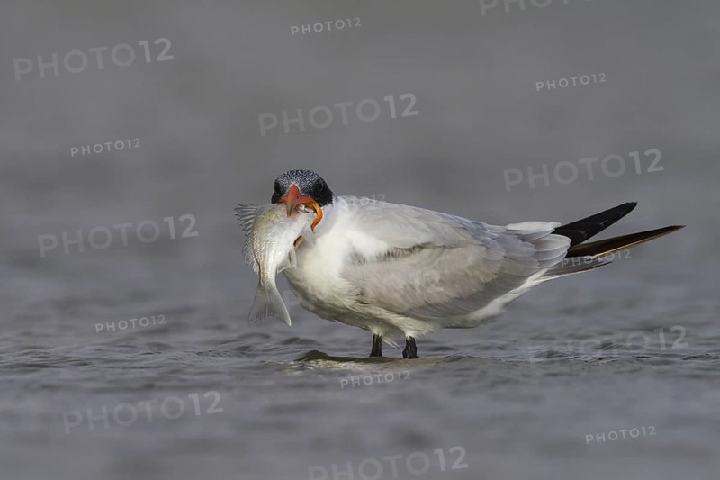 Caspian Tern (Hydroprogne caspia) foraging, Oman