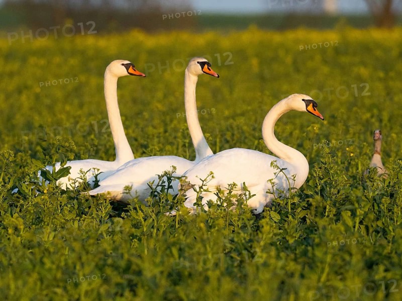Mute Swans (Cygnus olor), three adult birds standing in rapeseed field, Hesse, Germany