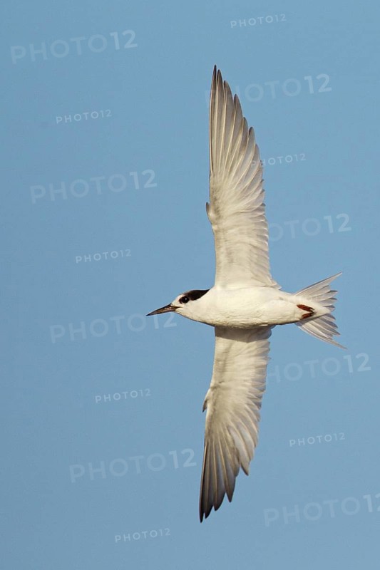 Fairy Tern (Sternula nereis), Victoria, Australia
