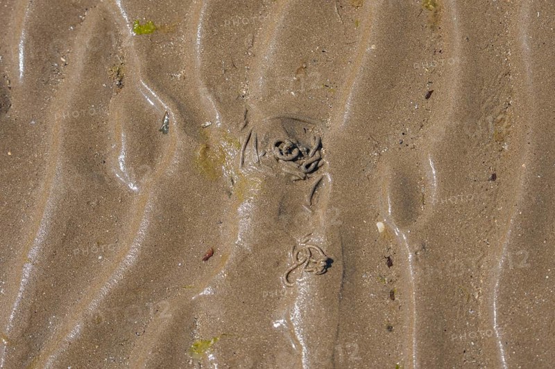 Close-up view of wavy sand with small shells and shiny moist surface, low tide, Howth beach, Ireland