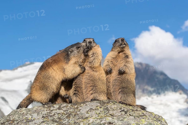 Group of Alpine Marmots, Marmota marmota, sideview portrait in early morning light. Grossglockner mountain in the distant background. Grossglockner high alpine road, Hohe Tauern National Park, Austria