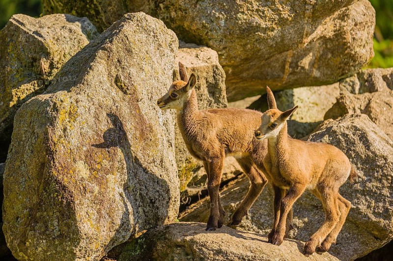 Two young ibex (Capra ibex) play on a rock