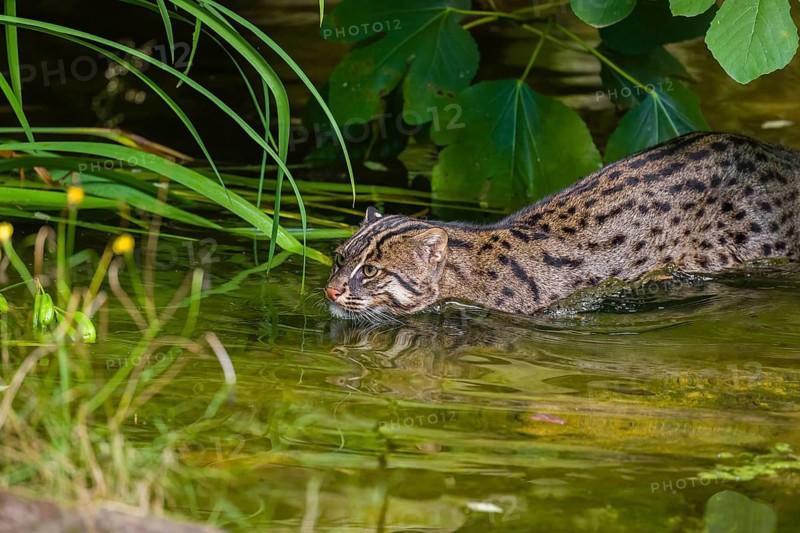 A fishing cat (Prionailurus viverrinus) swimming in a little river with dense green vegetation