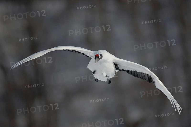 Red-crowned Crane (Grus japonensis) flying, Hokkaido, Japan