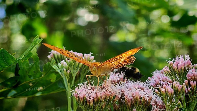 Close-up: a butterfly, the Emperor (Argynnis paphia), and a bumblebee (Bombus) feeding on nectar from pink flowers in a green setting, summer, Rödental, Upper Franconia