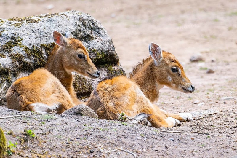 Nilgai (Boselaphus tragocamelus) antelope youngsters lying on the ground, Germany