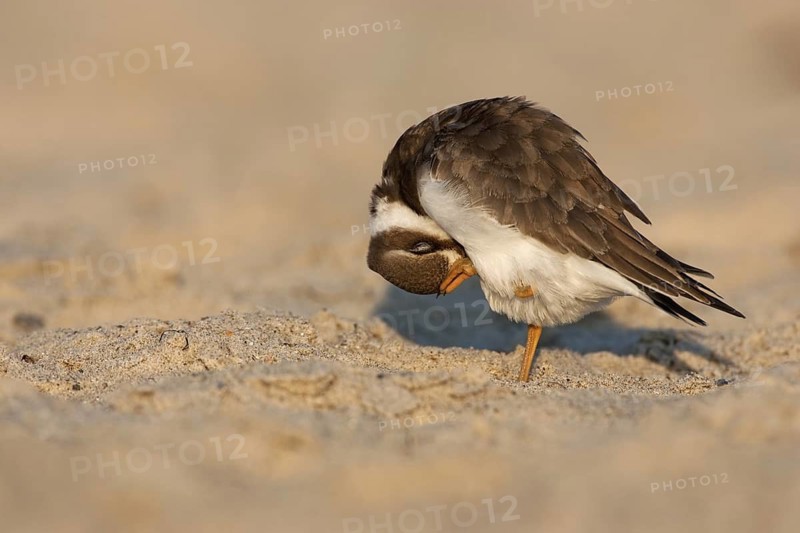 Common Ringed Plover (Charadrius hiaticula), Schleswig-Holstein, Germany