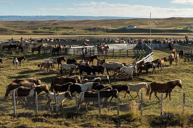 Icelandic horses (Equus islandicus) being sorted by owner in a pen, horse round-up or réttir, near Laugarbakki, North Iceland, Iceland