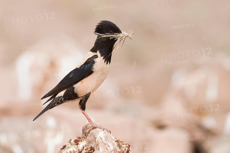 Rose-coloured Starling - Rostenstar - Pastor roseus, Kazakhstan, adult