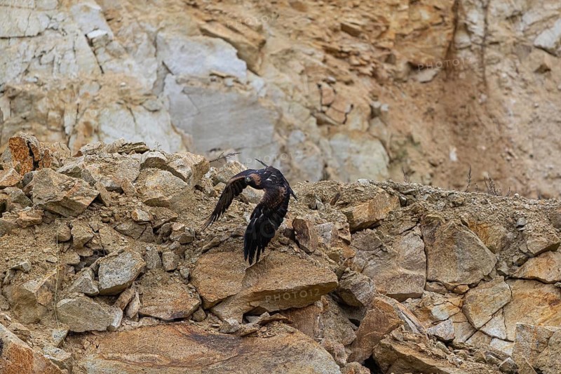 One golden eagle (Aquila chrysaetos) flying down a scree slope. Rocks in the background