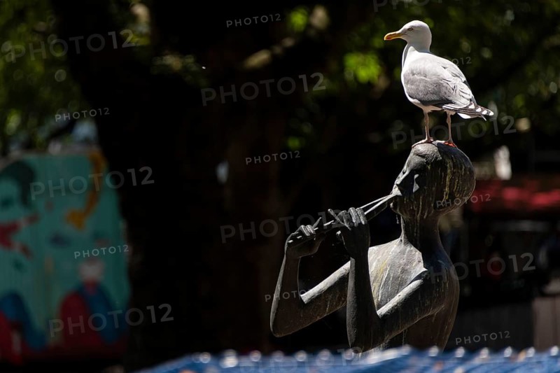 Seagull sitting on a statue playing a flute, Kiel, Schleswig Holstein, Germany