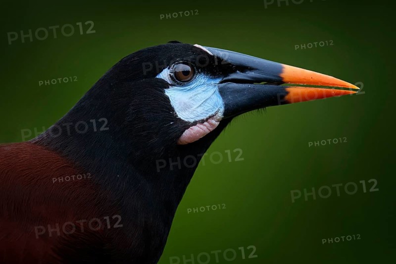 Mexico wildlife. Montezuma Oropendola, Psarocolius montezuma, portrait of exotic bird from Mexico, brown with black head and orange bill, clear green background. Wildlife scene from nature
