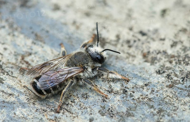 Leafcutter bee, brown-footed leafcutter, colorful leafcutter bee, hymenoptera, megachile versicolor, megachilidae, different colors leafcutter bee, insects, wild bees