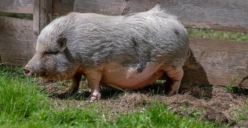 Pot-bellied pig (Sus scrofa domesticus), wildlife park, Bavaria, Germany