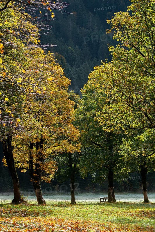 Engtal valley, large maple in the morning dew, sycamore maple (Acer pseudoplatanus) in glorious autumn colours, group of trees against the light