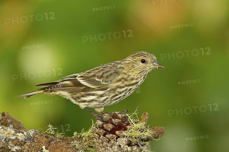 Pine Siskin (Spinus pinus), California, USA