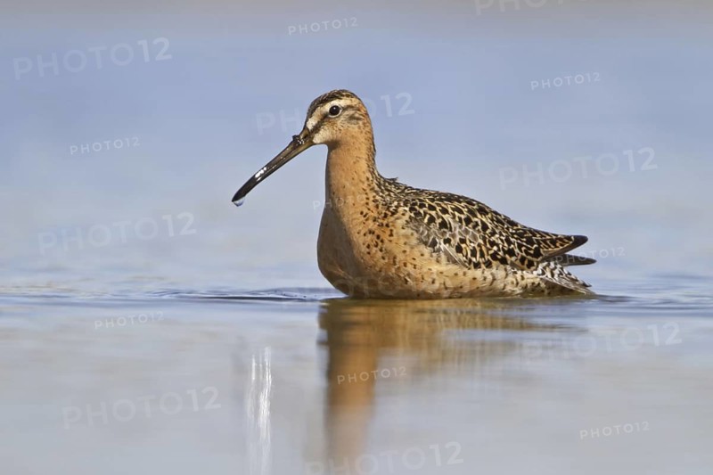 Short-billed Dowitcher (Limnodromus griseus), Manitoba, Canada
