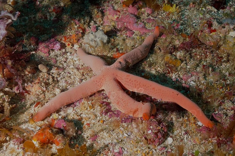 Blue starfish (blue Linckia laevigata)