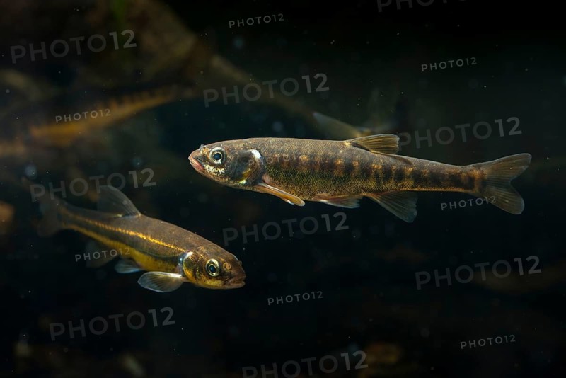 Bitterfish, minnow, Eurasian minnow, minnow, prille, phoxinus phoxinus, common minnow, fish, fishes, rivers, pisces
