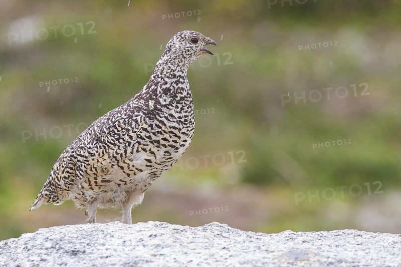 White-tailed Ptarmigan (Lagopus leucurus) in the alpine habitat of British Columbia, Canada