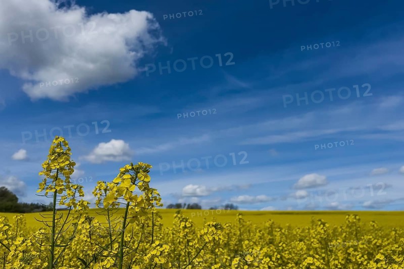 Rapeseed (Brassica napus), rapeseed field, flower, blooming, blue sky, cloud, Germany