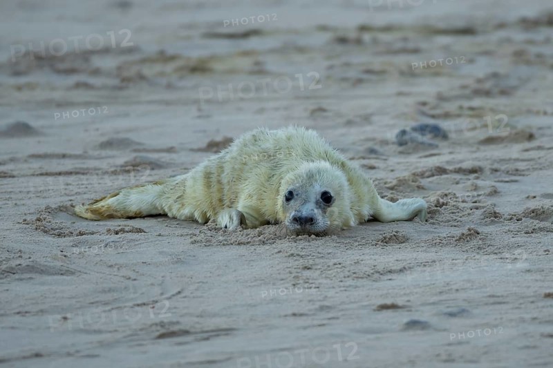 Atlantic grey seal (Halichoerus grypus) juvenile baby pup animal on a beach in winter, England, United Kingdom