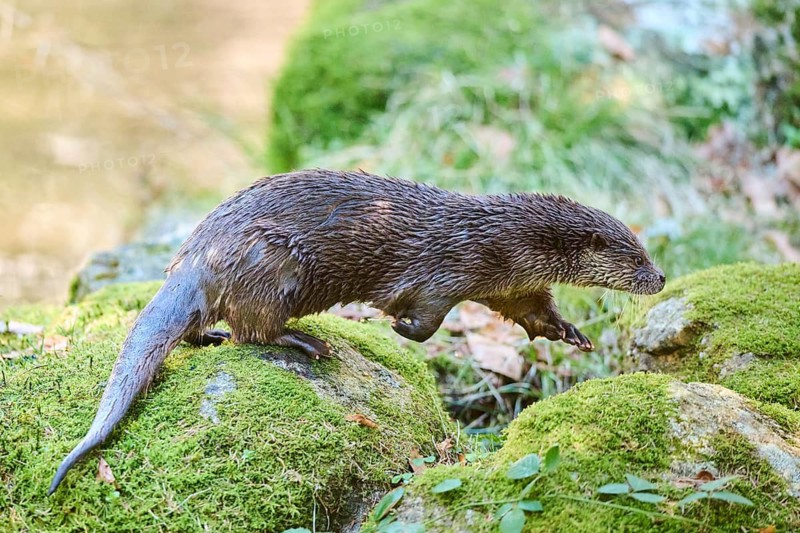 Eurasian otter (Lutra lutra) running over rocks in the bavarian forest, Bavaria, Germany