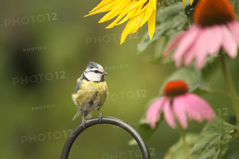 Blue tit (Cyanistes caeruleus) in a summer garden amongst flowering sunflowers (Helianthus annuus) and purple coneflowers (Echinacea purpurea), Allgäu, Bavaria, Germany