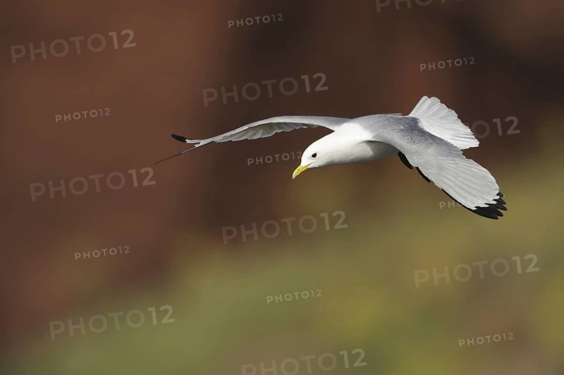 Black-legged Kittiwake (Rissa tridactyla), Schleswig-Holstein, Germany