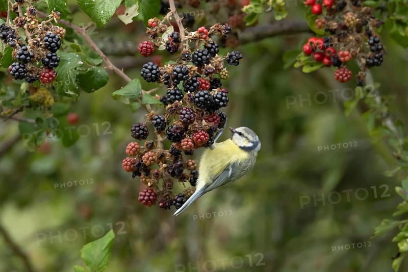Blue tit (Cyanistes Caeruleus) adult garden bird feeding on blackberries fruit in a hedgerow in summer, Suffolk, England, United Kingdom