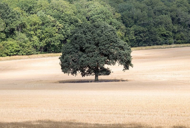 Single oak tree standing in field of cereal crop, near Great Bedwyn, Wiltshire, England, UK