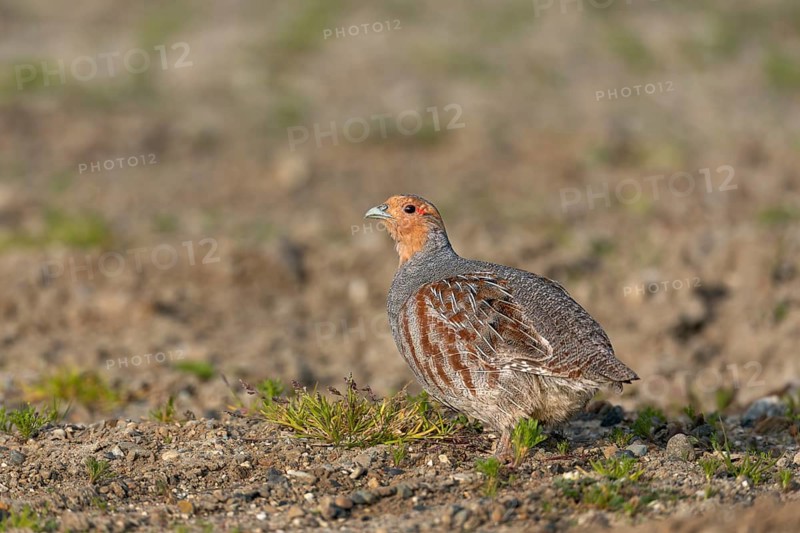 Grey partridge (Perdix perdix) Cock in breeding plumage, Denmark