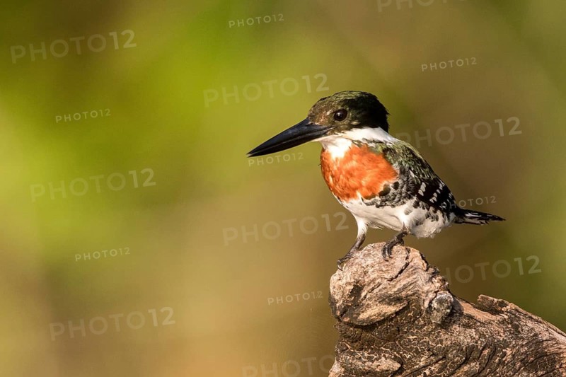 Green Kingfisher (Chloroceryle americana), Peten, Guatemala
