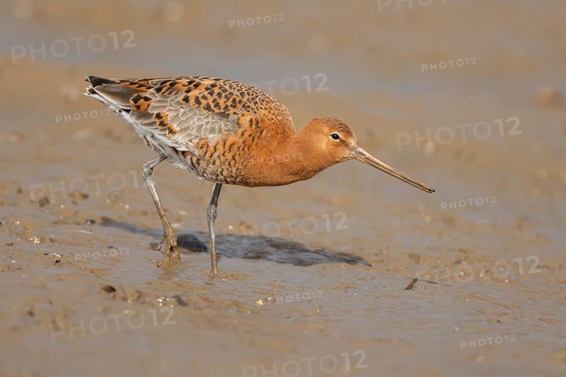 Black tailed godwit (Limosa limosa) adult male wading bird in summer plumage feeding on a mudflat, Norfolk, England, United Kingdom