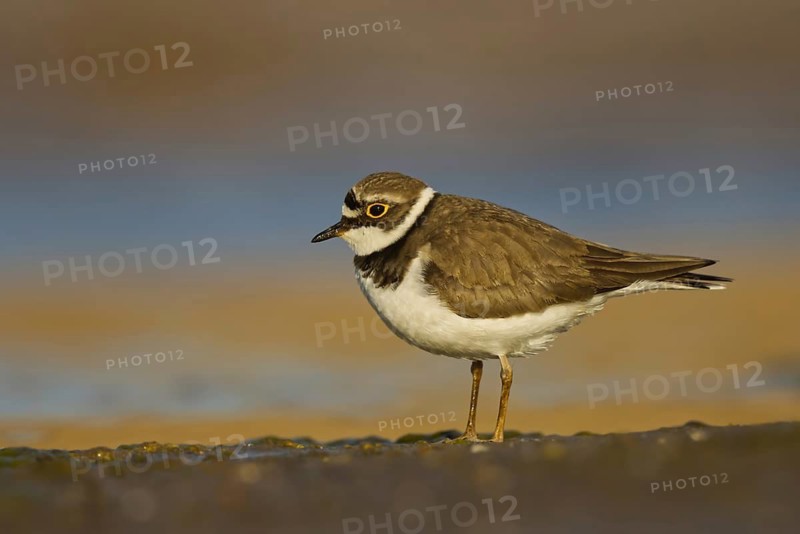 Little Ringed Plover (Charadrius dubius) female foraging, North Rhine-Westphalia, Germany