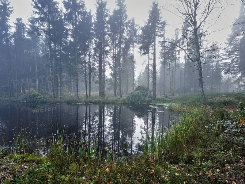 Ballmoos forest reserve, raised bog in the fog, Lieliwald, Lindenberg, Horben, Canton Lucerne, Switzerland