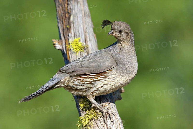 Gambel's Quail Callipepla gambelii Amado, Santa Cruz County, Arizona, United States 3 June Adult Female Phasianidae