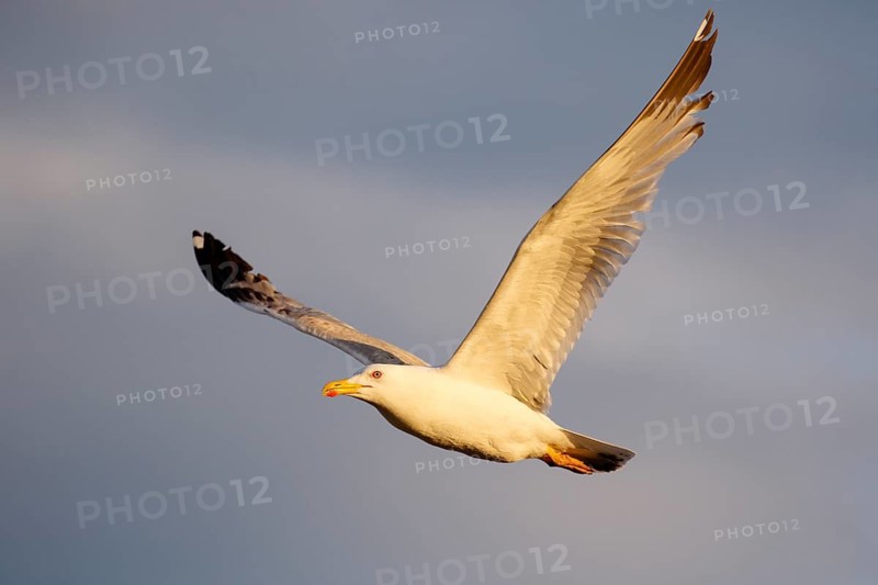 Yellow-legged Gull (Larus michahellis) flying, Lesvos, Greece