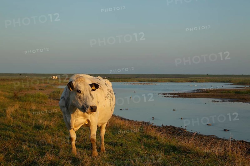 Domestic cow or cattle (Bos taurus) adult farm animal looking over the reserve, RSPB Frampton marsh nature reserve, Lincolnshire, England, United Kingdom