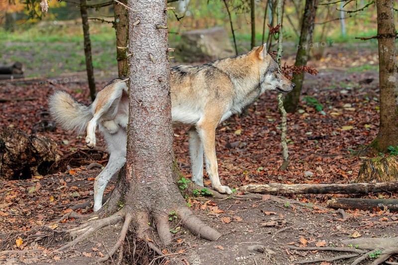 An adult male grey wolf (Canis lupus lupus) stands in the forest on a cloudy day and marks his territory on a tree