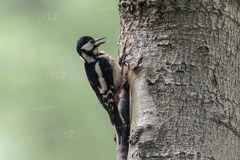 Great spotted woodpecker (Dendrocopos major), Emsland, Lower Saxony, Germany