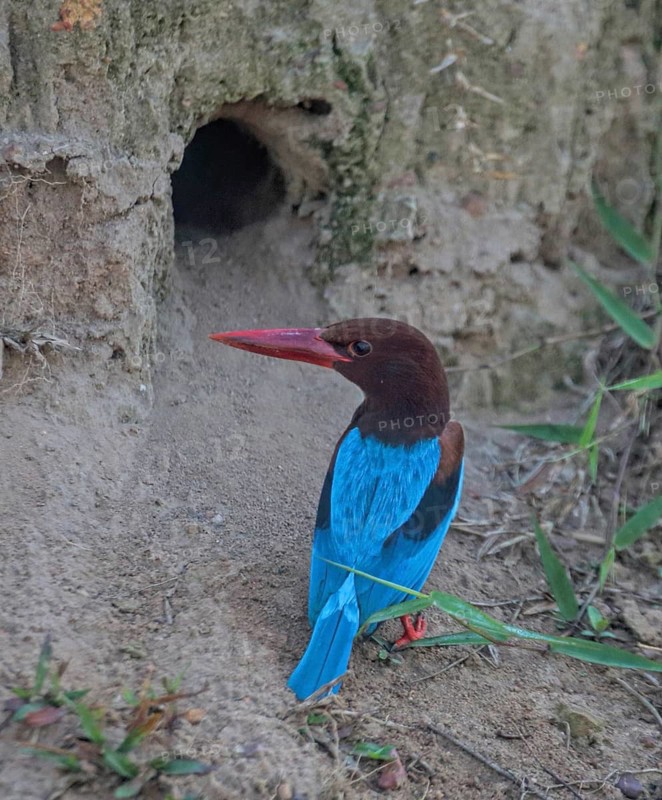 White-throated Kingfisher (Halcyon smyrnensis) at breeding cavity, Penang, Malaysia