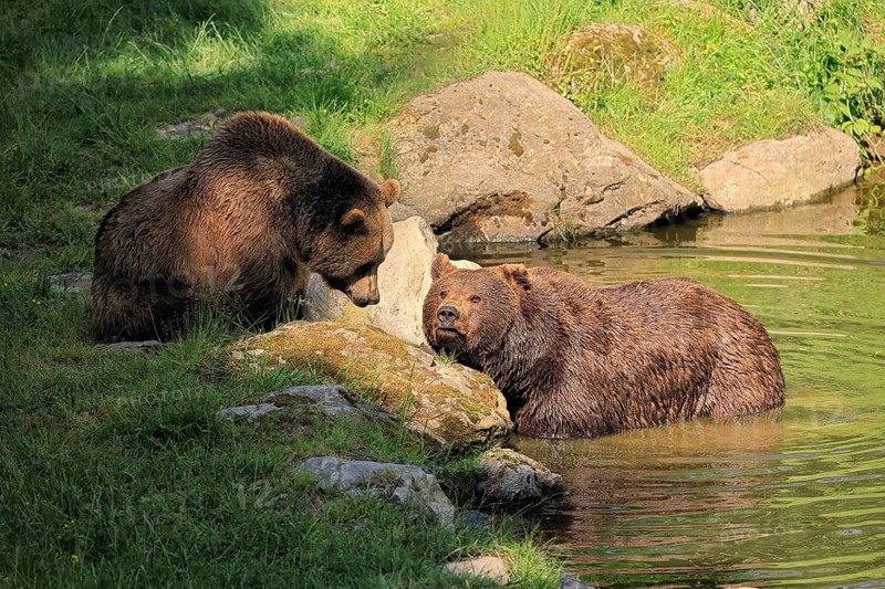Eurasian brown bear (Ursus arctos arctos), adult, female, young, in water, social behaviour, in summer, Bavarian Forest National Park, Germany