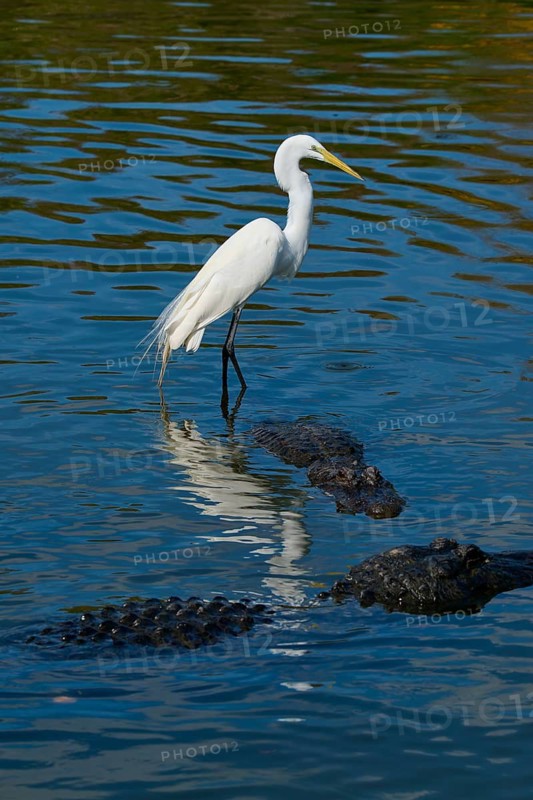 A heron stands on an alligator in calm water, reflected on the surface, Great Egret (Egretta alba), American Alligator (Alligator mississippiensis), Orlando, Florida, USA