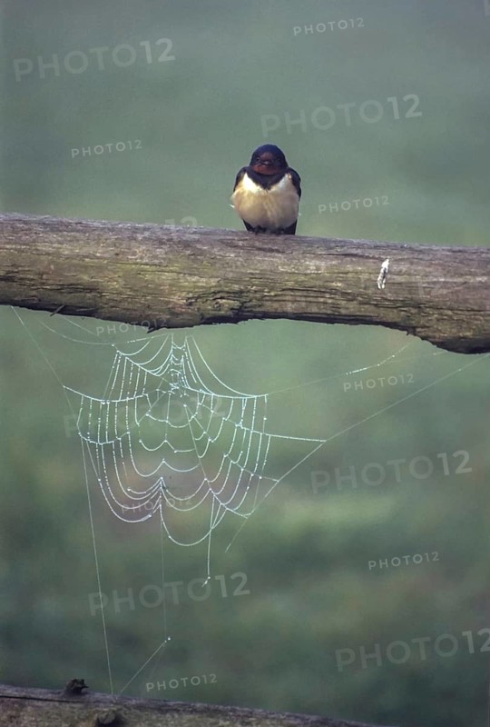 Hirundo rustica, house martin, swallow, birds, high size, portrait format, leo, passeri, swallows, songbirds, songbirds, spider web, dew, birds