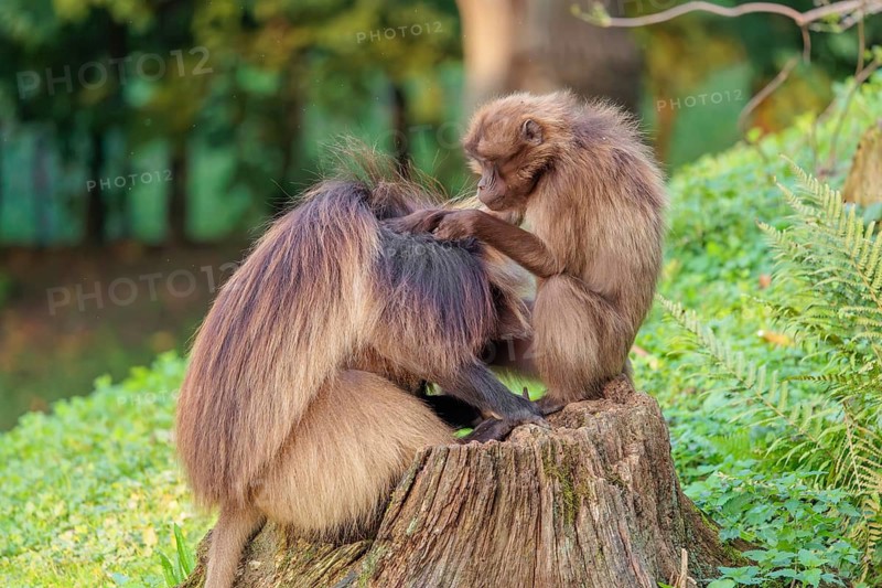A male and a female Gelada (Theropithecus gelada), or bleeding-heart monkey sit in beautiful light on a rotten tree stump lying in green vegetation. The female grooms the male Gelada
