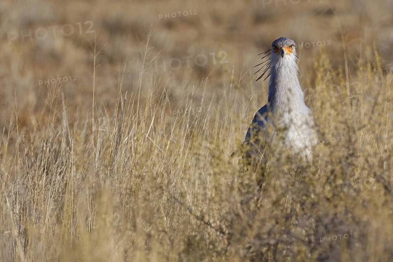 Secretarybird (Sagittarius serpentarius), Northern Cape, South Africa