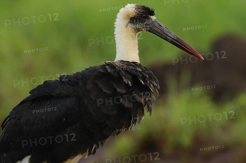 Woolly-necked Stork (Ciconia episcopus), Tsavo East National Park, Kenya